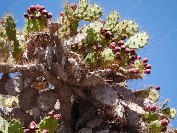 Obraz kaktusový kvet