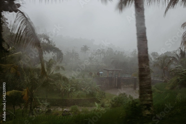 Obraz strong rain in a jungle
