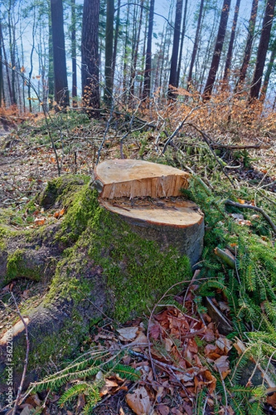 Obraz Large tree stump covered with moss in a forest