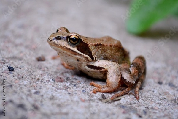 Fototapeta frog on the ground