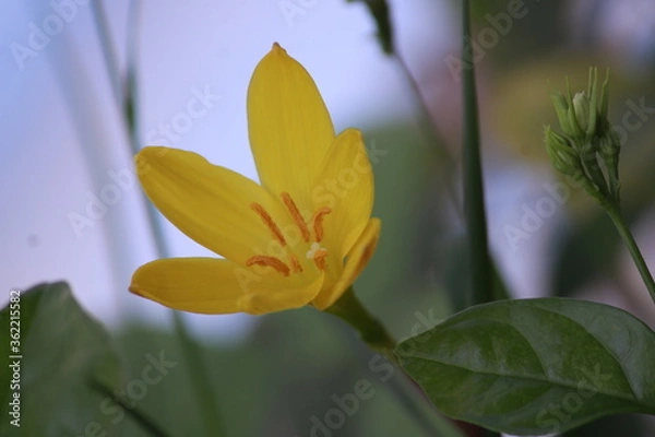 Fototapeta Flower- Zephyranthes Citrina. Yellow Flower.