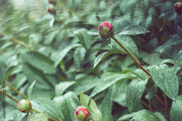 Obraz peony bud
