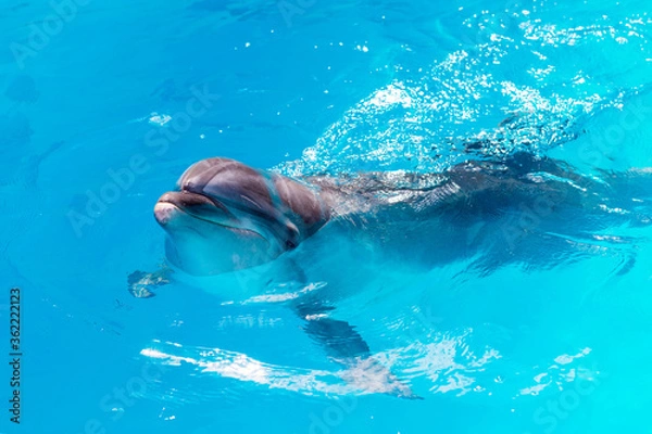Fototapeta dolphins swim in the pool close-up