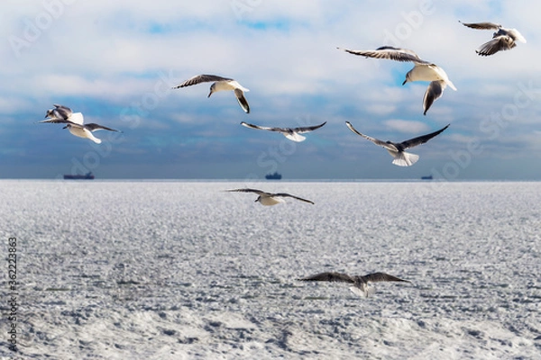 Fototapeta Blocks of ice frozen sea and seagulls