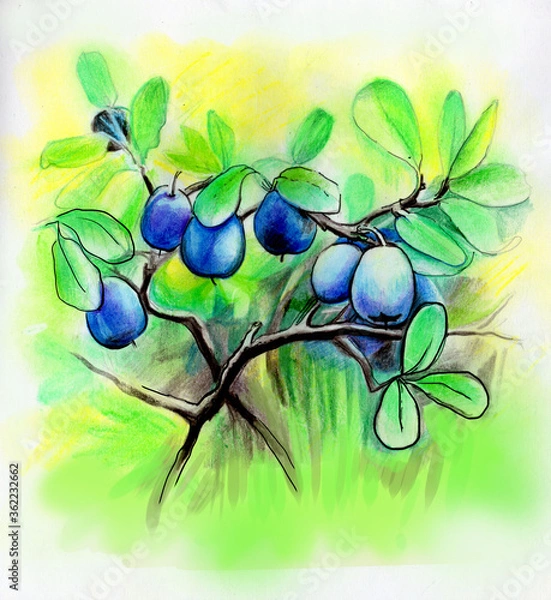 Obraz illustration blueberry berries branches pattern