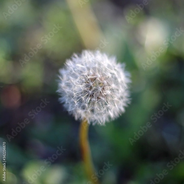 Obraz dandelion seed head