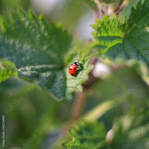 Obraz ladybird on a leaf