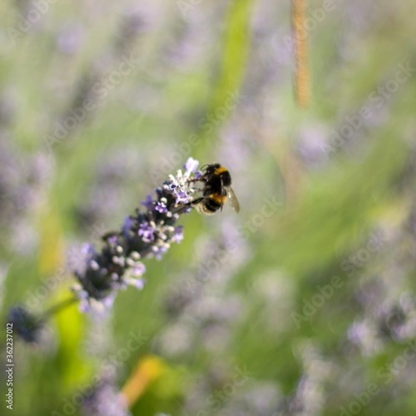 Obraz bumblebee on lavender