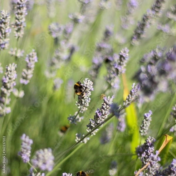 Obraz bumblebee on lavender
