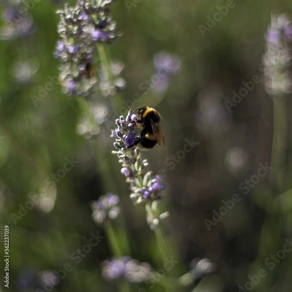 Obraz bumble bee on a flower