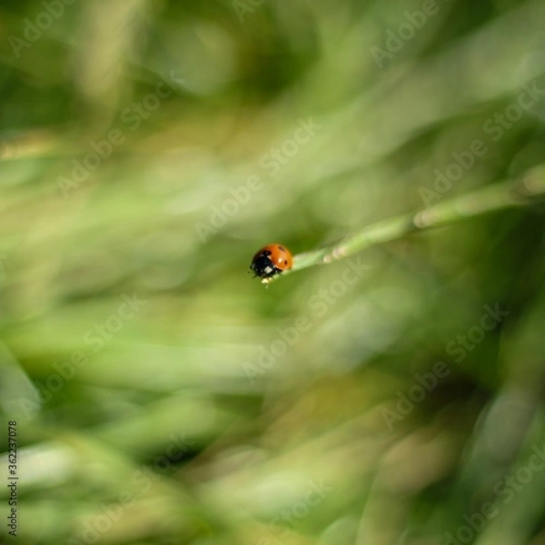 Obraz ladybird on a green leaf