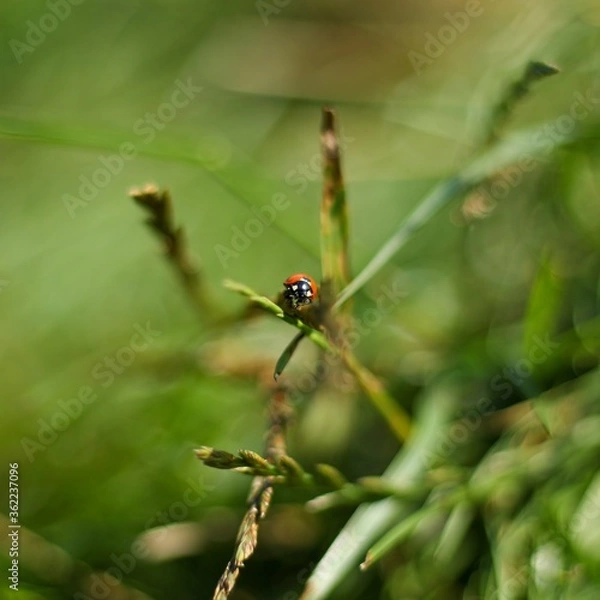 Obraz ladybird on a leaf