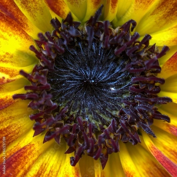 Obraz sunflower close up