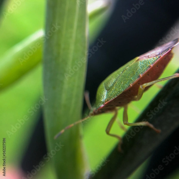 Obraz green shield bug on leaf