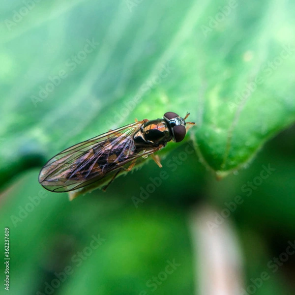 Obraz fly on leaf