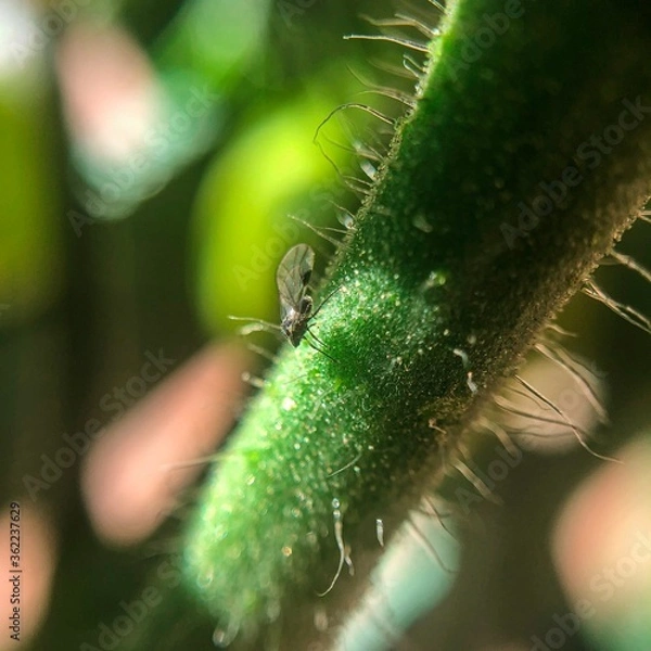 Obraz macro fly on leaf