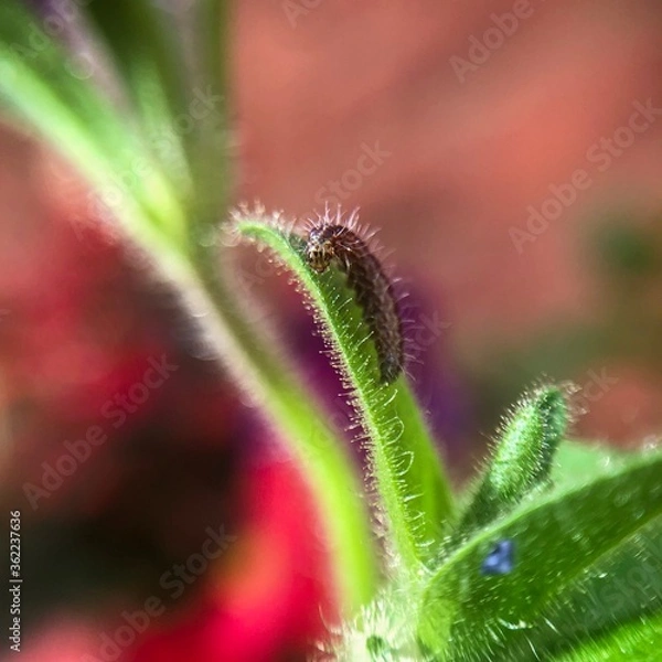 Obraz caterpillar close up on leaf