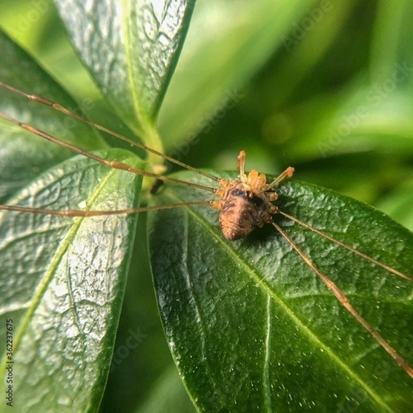 Obraz spider on leaf