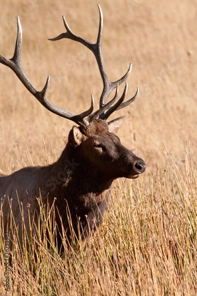 Obraz Bull Elk