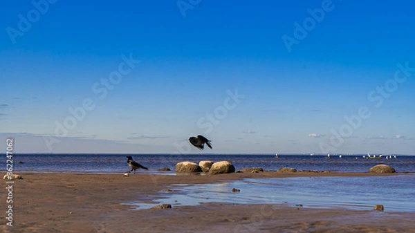 Obraz Crows on the beach and sky in Sunny weather.