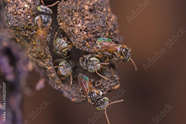 Fototapeta Close up macro Protagonist  or little bees on hive.