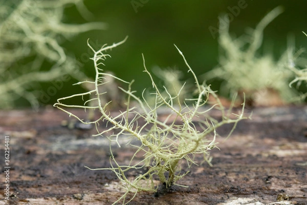 Obraz lichen on a wooden handrail