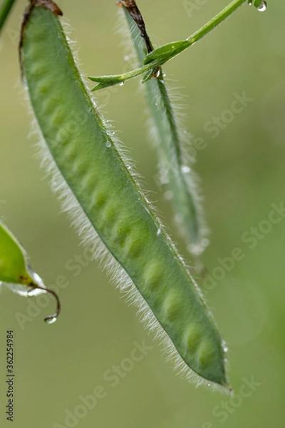 Obraz seedpod on a shrub.