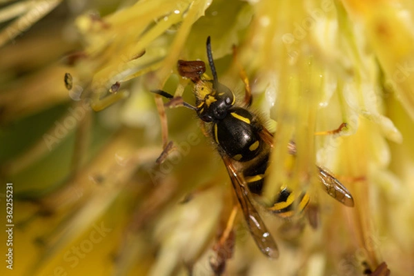 Obraz wasp on a yellow flower