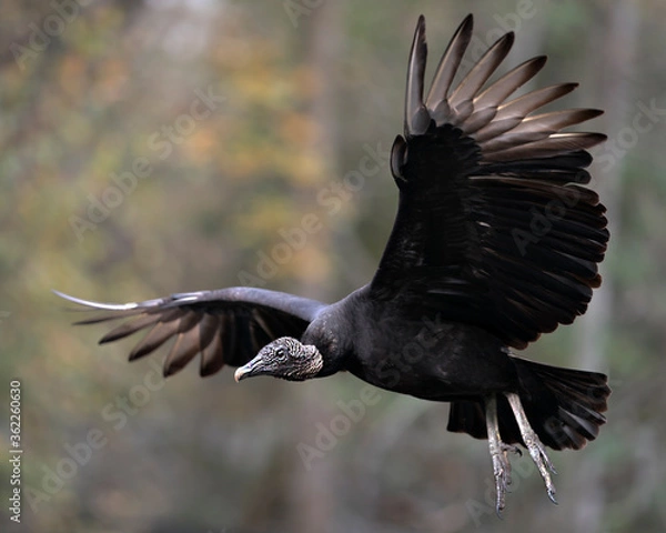Fototapeta Black Vulture bird Stock Photo.   Black Vulture flying bird with blur background displaying its spread wings, head, eye, beak, feet with a close-up profile view.