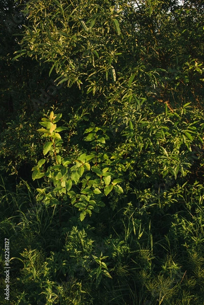 Fototapeta Landscape at sunset. Densely overgrown trees