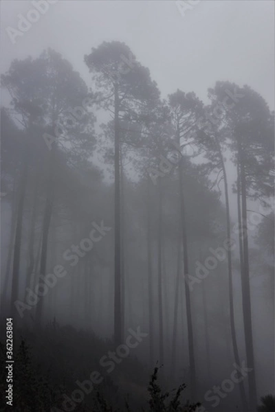 Obraz fog in the forest