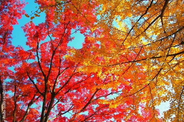 Fototapeta 赤く色づいたモミジと黄色く色づいたイチョウ