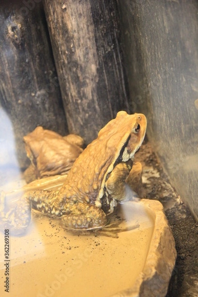 Fototapeta アズマヒキガエル