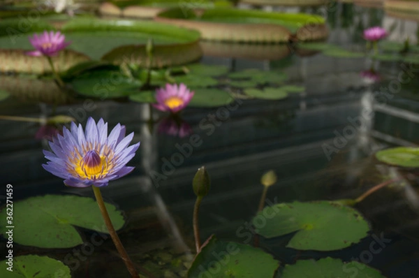 Fototapeta 池に咲く睡蓮