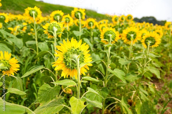 Fototapeta ひまわりの後ろ姿