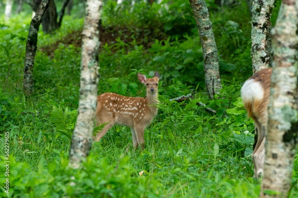 Fototapeta 愛冠岬のエゾシカ