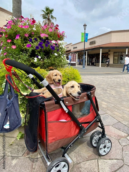 Fototapeta あみアウトレット・ゴールデンレトニエル