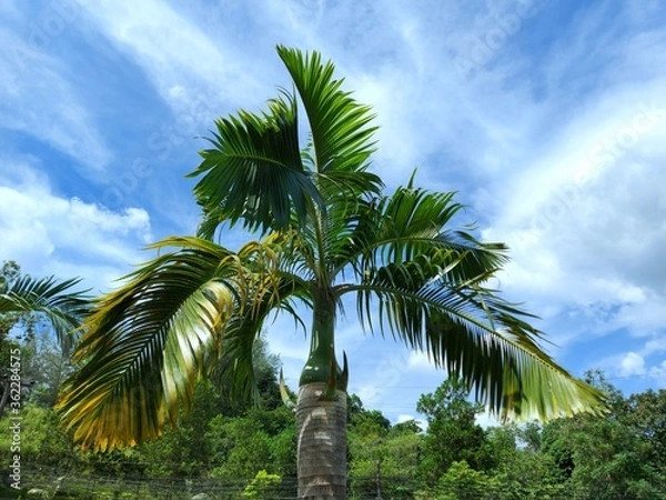 Fototapeta the picturesque area of La Pointe Aux Canonniers in Thailand