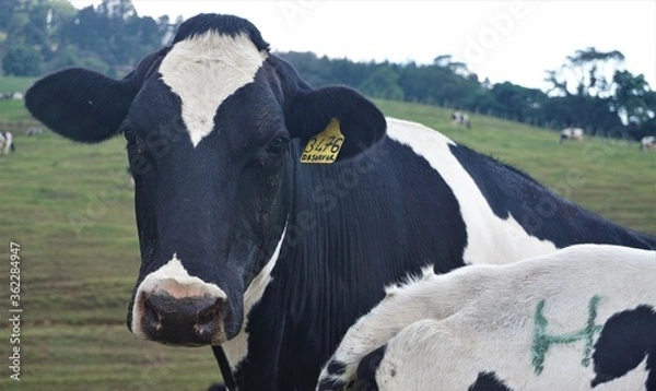 Obraz Cows in a field
