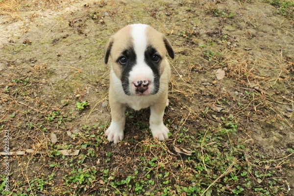 Obraz A month old puppy looking at camera
