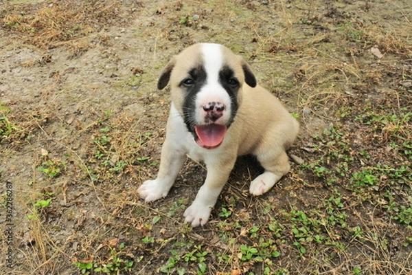 Obraz A month old puppy