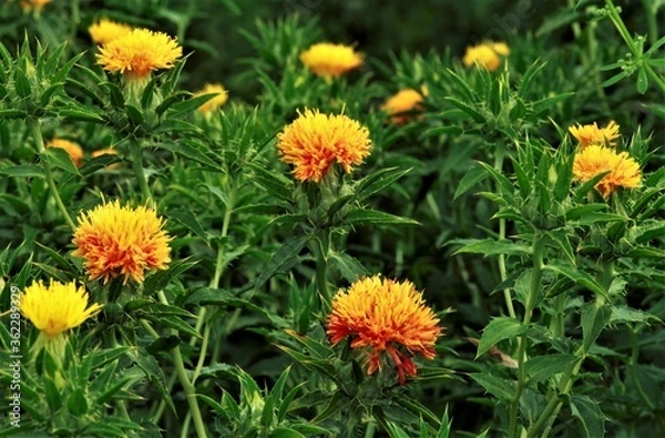 Obraz あかくなった紅花