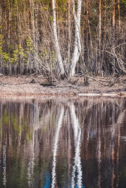 Fototapeta Bank of the river with reflection of white birch in the water during the spring flood.