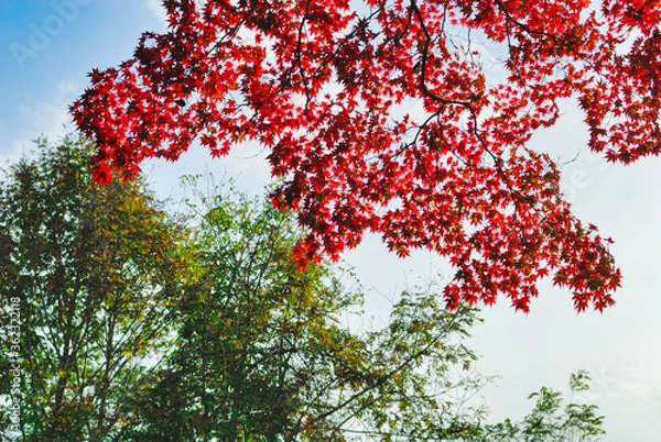 Fototapeta 紅葉　素材