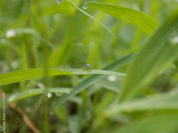 Obraz A dew drop on grass
