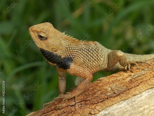 Obraz  Dragon lizard