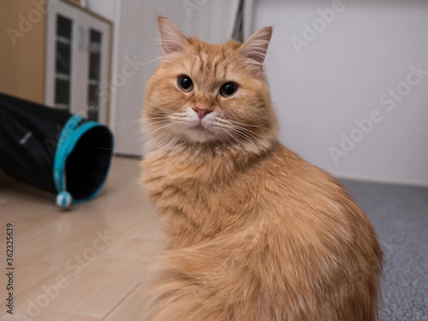 Fototapeta お座りする猫のマンチカン