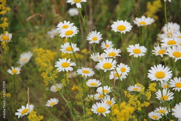 Obraz Field of daisies and chamomiles