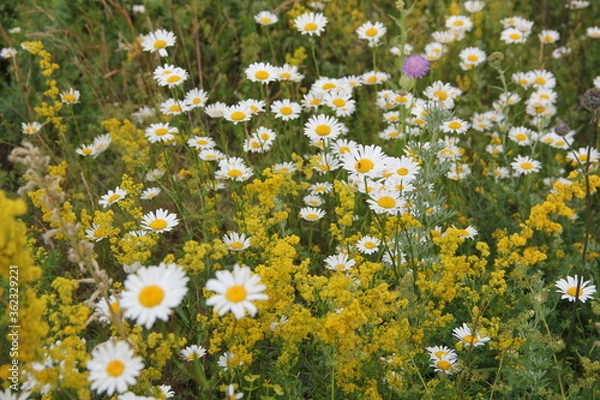 Fototapeta Field of daisies and chamomiles