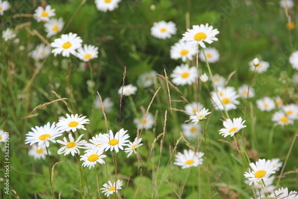 Fototapeta Field of daisies and chamomiles